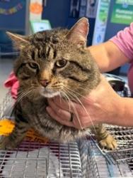 Shelter Stray Male Cat last seen WENTZVILLE, 4850 Mid Rivers Mall Dr, St Peters, MO 63376, USA