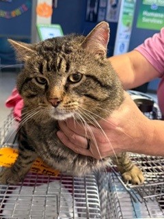 Shelter Stray Male Cat last seen WENTZVILLE, 4850 Mid Rivers Mall Dr, St Peters, MO 63376, USA
