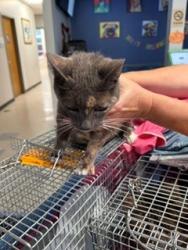 Shelter Stray Female Cat last seen WENTZVILLE, 4850 Mid Rivers Mall Dr, St Peters, MO 63376, USA