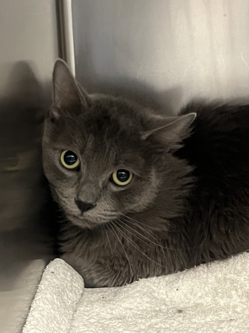 Shelter Stray Male Cat last seen Near BLOCK S UNIVERSITY CENTER DR, LAS VEGAS NV 89119, 655 N Mojave Rd, Las Vegas, NV 89101, USA