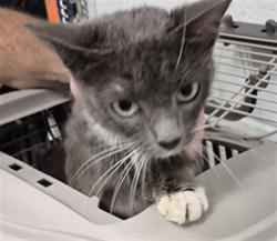 Shelter Stray Female Cat last seen OFALLON, 4850 Mid Rivers Mall Dr, St Peters, MO 63376, USA