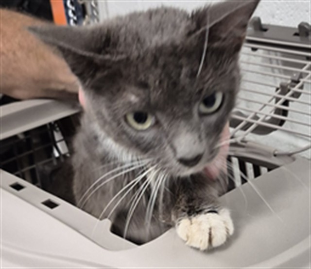 Shelter Stray Female Cat last seen OFALLON, 4850 Mid Rivers Mall Dr, St Peters, MO 63376, USA