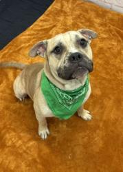Shelter Stray Male Dog last seen Near BLOCK FENKELL ST, DETROIT MI 48223, 1431 E Ferry St, Detroit, MI 48211, USA