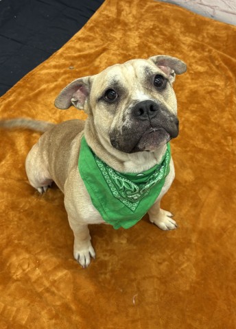 Shelter Stray Male Dog last seen Near BLOCK FENKELL ST, DETROIT MI 48223, 1431 E Ferry St, Detroit, MI 48211, USA