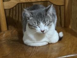Lost Female Cat last seen Railroads, Coon Rapids, MN 55448