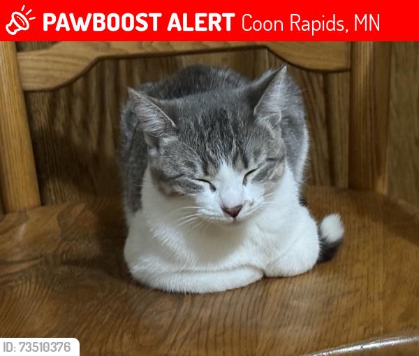 Lost Female Cat last seen Railroads, Coon Rapids, MN 55448