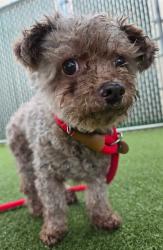 Shelter Stray Female Dog last seen Near BLOCK S FLORISSANT RD/TIFFIN AVE,63135, 10521 Baur Blvd, Olivette, MO 63132, USA