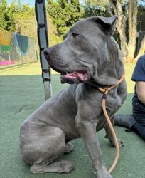 Shelter Stray Male Dog last seen , West Valley Animal Shelter, 20655 Plummer St, Chatsworth, CA 91311, USA