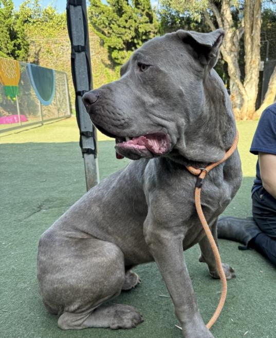 Shelter Stray Male Dog last seen , West Valley Animal Shelter, 20655 Plummer St, Chatsworth, CA 91311, USA