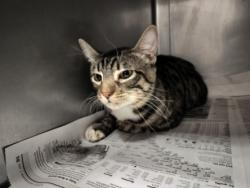Shelter Stray Male Cat last seen , West Valley Animal Shelter, 20655 Plummer St, Chatsworth, CA 91311, USA