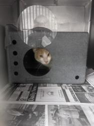 Shelter Stray Male Cat last seen , West Valley Animal Shelter, 20655 Plummer St, Chatsworth, CA 91311, USA