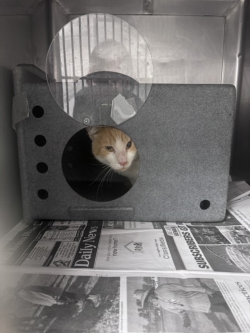 Shelter Stray Male Cat last seen , West Valley Animal Shelter, 20655 Plummer St, Chatsworth, CA 91311, USA