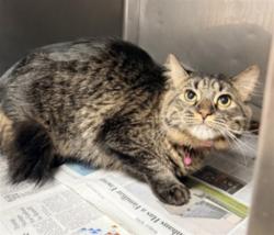Shelter Stray Female Cat last seen , West Valley Animal Shelter, 20655 Plummer St, Chatsworth, CA 91311, USA