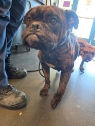 Shelter Stray Male Dog last seen , West Valley Animal Shelter, 20655 Plummer St, Chatsworth, CA 91311, USA
