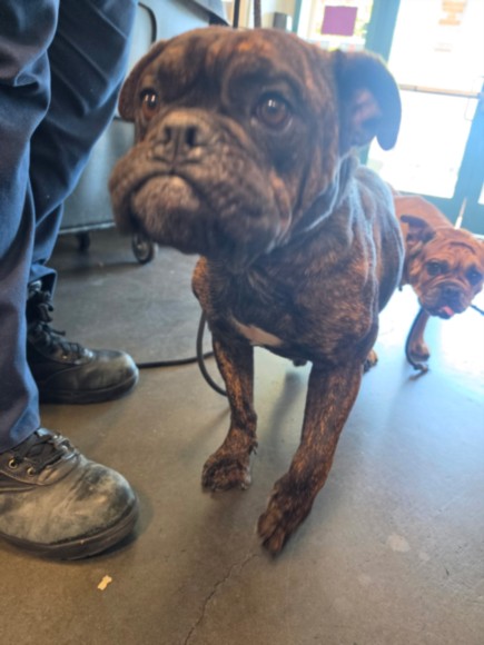 Shelter Stray Male Dog last seen , West Valley Animal Shelter, 20655 Plummer St, Chatsworth, CA 91311, USA