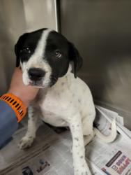 Shelter Stray Female Dog last seen , 14409 Vanowen St, Van Nuys, CA 91405, USA
