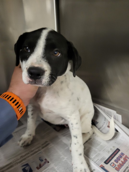 Shelter Stray Female Dog last seen , 14409 Vanowen St, Van Nuys, CA 91405, USA