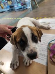 Shelter Stray Male Dog last seen , 14409 Vanowen St, Van Nuys, CA 91405, USA