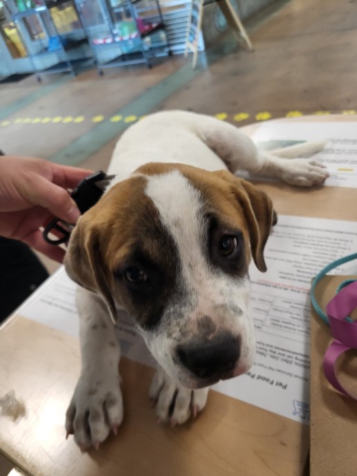 Shelter Stray Male Dog last seen , 14409 Vanowen St, Van Nuys, CA 91405, USA