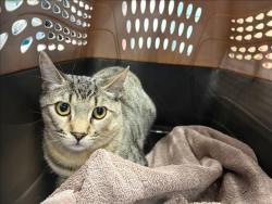 Shelter Stray Male Cat last seen , West Valley Animal Shelter, 20655 Plummer St, Chatsworth, CA 91311, USA