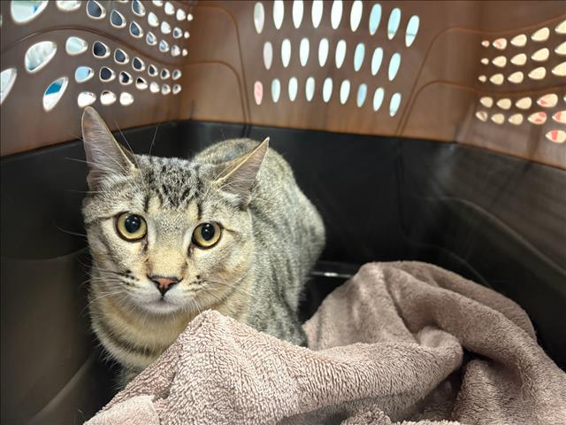 Shelter Stray Male Cat last seen , West Valley Animal Shelter, 20655 Plummer St, Chatsworth, CA 91311, USA