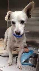 Shelter Stray Male Dog last seen , 14409 Vanowen St, Van Nuys, CA 91405, USA