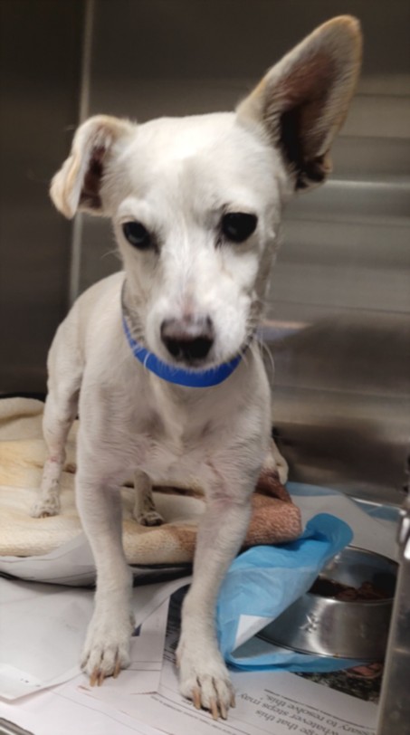 Shelter Stray Male Dog last seen , 14409 Vanowen St, Van Nuys, CA 91405, USA