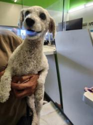 Shelter Stray Female Dog last seen , 1850 W 60th St, Los Angeles, CA 90047, USA