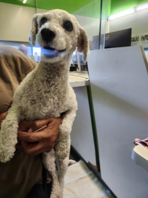 Shelter Stray Female Dog last seen , 1850 W 60th St, Los Angeles, CA 90047, USA