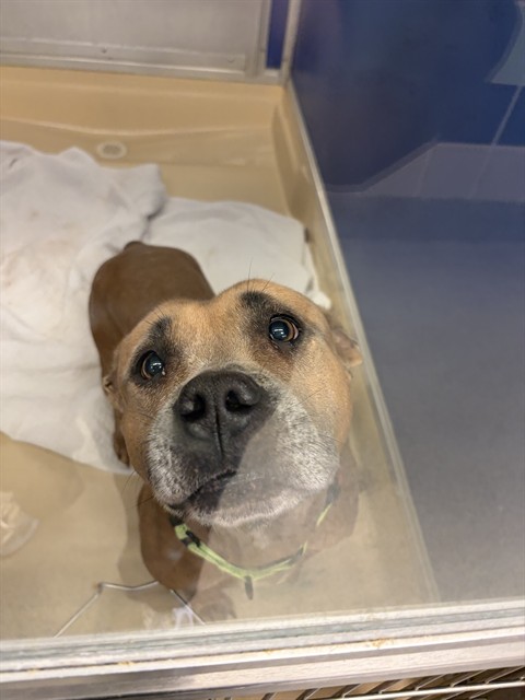 Shelter Stray Female Dog last seen Near BLOCK SOTH DIXIE HWY, 3599 NW 79th Ave, Doral, FL 33122, USA