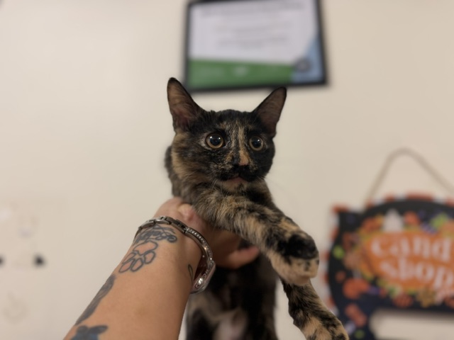 Shelter Stray Female Cat last seen Near BLOCK SW 100 AVE, 3599 NW 79th Ave, Doral, FL 33122, USA