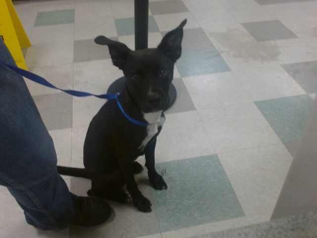 Shelter Stray Female Dog last seen , 2811 SE 29th St, Oklahoma City, OK 73129, USA