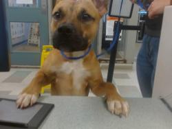 Shelter Stray Male Dog last seen DAVE SMITH DR AND 29TH, 2811 SE 29th St, Oklahoma City, OK 73129, USA