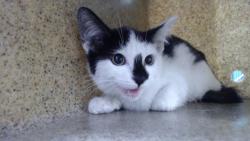 Shelter Stray Female Cat last seen , 11258 Garfield Ave, Downey, CA 90242, USA