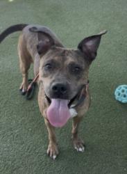 Shelter Stray Female Dog last seen , 11361 W Pico Blvd, Los Angeles, CA 90064, USA