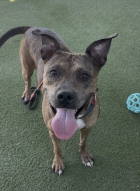 Shelter Stray Female Dog last seen , 11361 W Pico Blvd, Los Angeles, CA 90064, USA