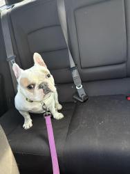 Lost Male Dog last seen Save a lot, Bel-Ridge, MO 63121