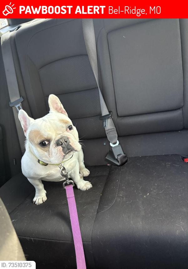Lost Male Dog last seen Save a lot, Bel-Ridge, MO 63121