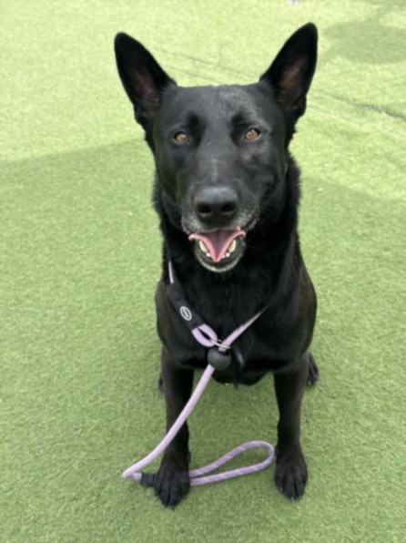 Shelter Stray Male Dog last seen , 11361 W Pico Blvd, Los Angeles, CA 90064, USA