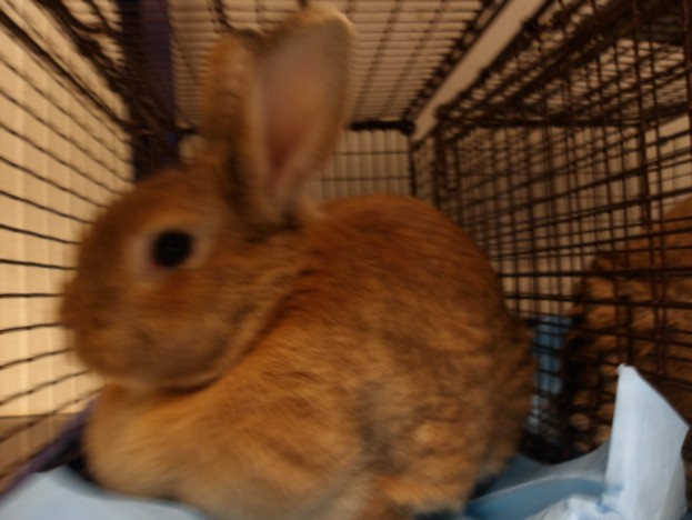 Shelter Stray Female Other last seen , 11361 W Pico Blvd, Los Angeles, CA 90064, USA