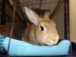 Shelter Stray Female Other last seen , 11361 W Pico Blvd, Los Angeles, CA 90064, USA