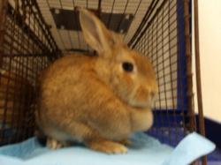 Shelter Stray Female Other last seen , 11361 W Pico Blvd, Los Angeles, CA 90064, USA
