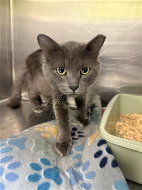 Shelter Stray Male Cat last seen Near BLOCK MOOREGATE AVE, 4522 W 3500 S, West Valley City, UT 84120, USA