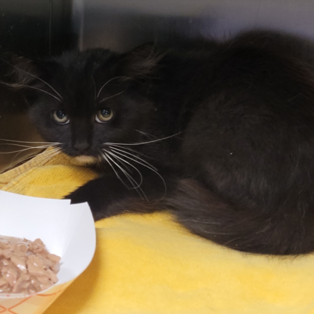 Shelter Stray Female Cat last seen , 11361 W Pico Blvd, Los Angeles, CA 90064, USA