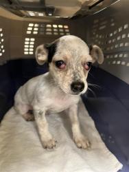 Shelter Stray Male Dog last seen Near BLOCK S 3600 W, WEST VALLEY CITY UT 84119, 4522 W 3500 S, West Valley City, UT 84120, USA