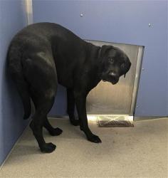Shelter Stray Male Dog last seen BASELINE RD AND SOSSAMAN RD, 1920 S Lewis, Mesa, AZ 85210, USA