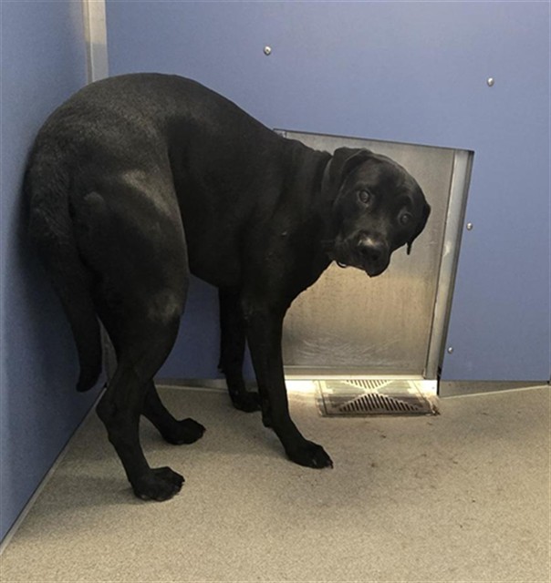 Shelter Stray Male Dog last seen BASELINE RD AND SOSSAMAN RD, 1920 S Lewis, Mesa, AZ 85210, USA