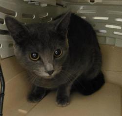 Shelter Stray Female Cat last seen Near BLOCK W HUNTER DAWN WAY, WEST VALLEY CITY UT 84128, 4522 W 3500 S, West Valley City, UT 84120, USA