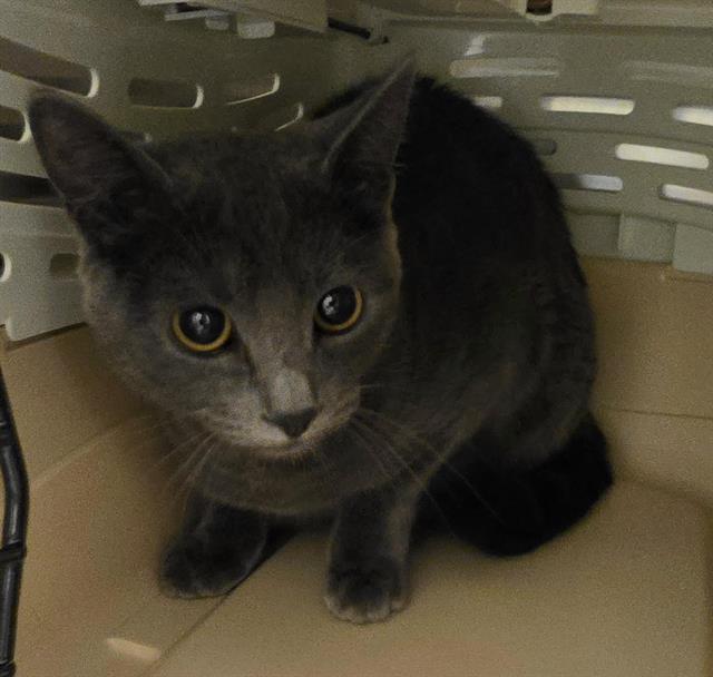 Shelter Stray Female Cat last seen Near BLOCK W HUNTER DAWN WAY, WEST VALLEY CITY UT 84128, 4522 W 3500 S, West Valley City, UT 84120, USA