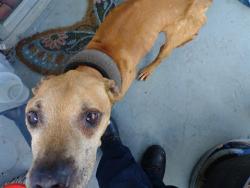 Shelter Stray Male Dog last seen Near BLOCK NW 60 TER, SUNRISE FL 33313, 2400 SW 42nd St, Fort Lauderdale, FL 33312, USA